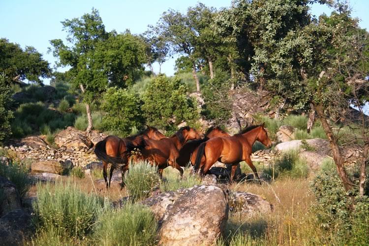 Quinta Lamosa Agroturismo 아르코스 데 발데베즈 외부 사진